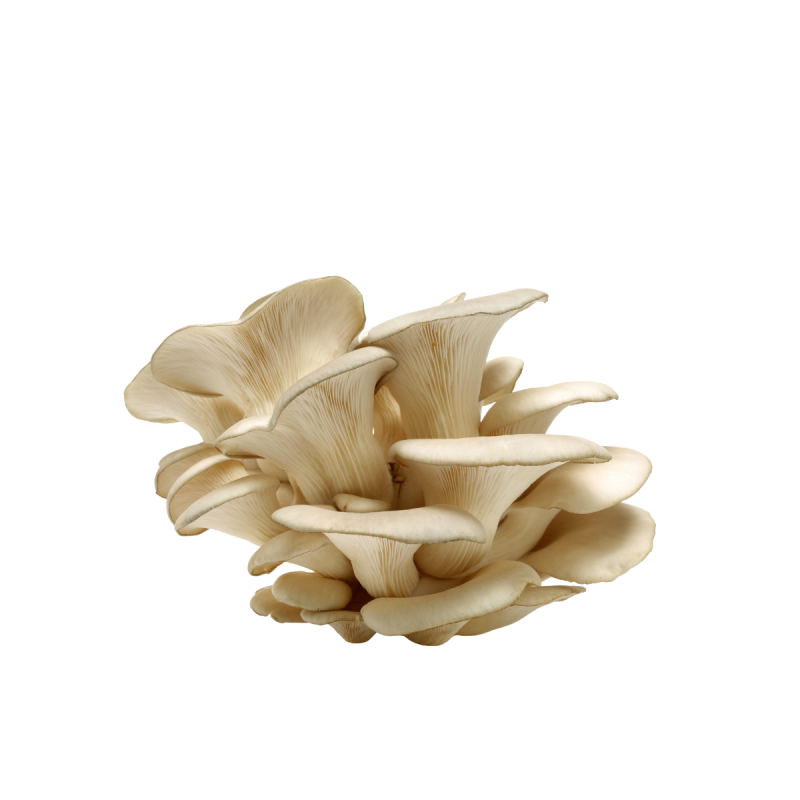 untitled design 2025 09 09t182919.505